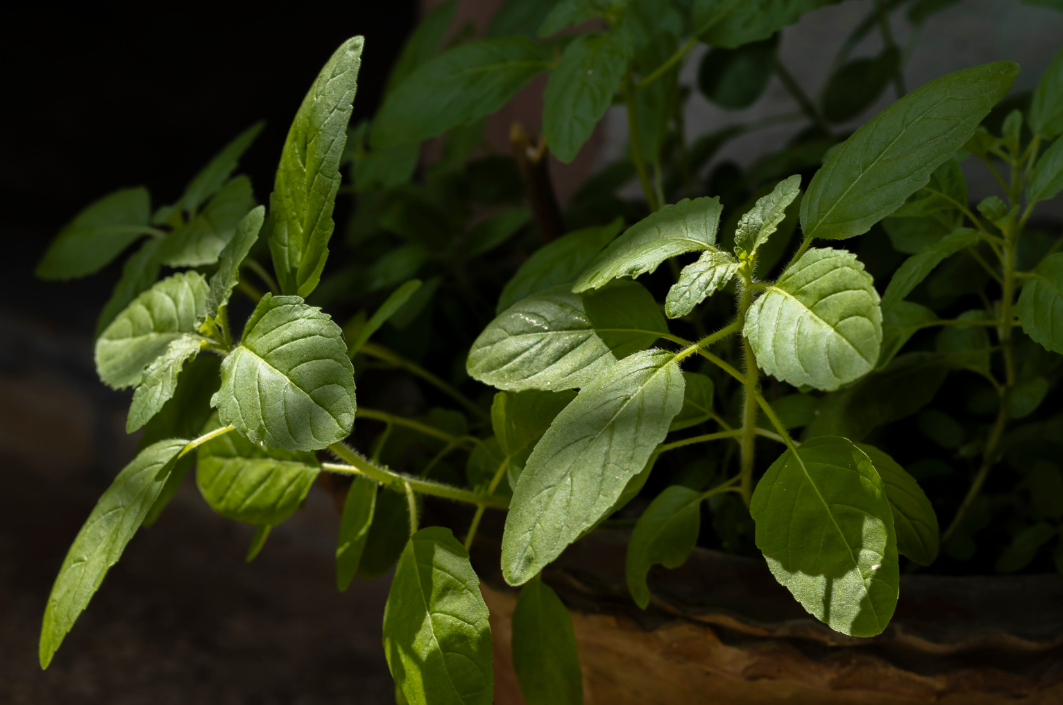 Basilic tulsi