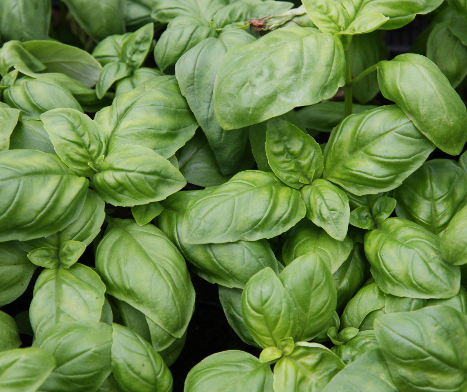 pesto probiotique