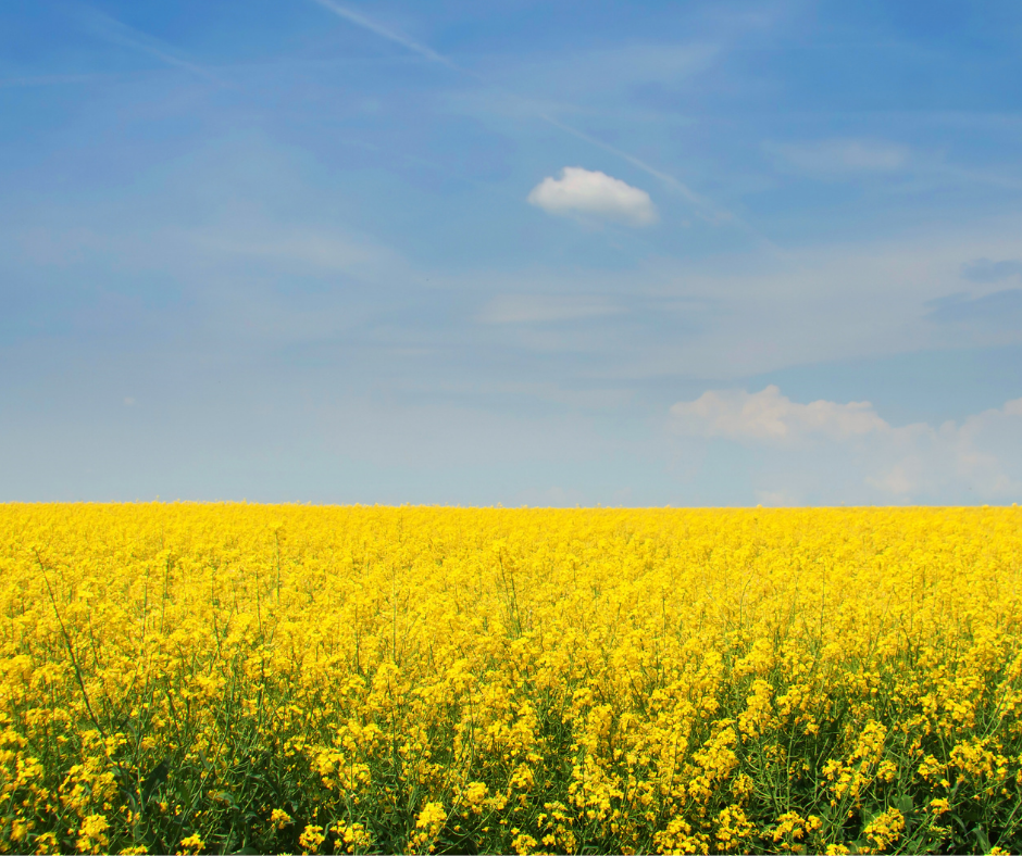 Moutarde maison lactofermentée