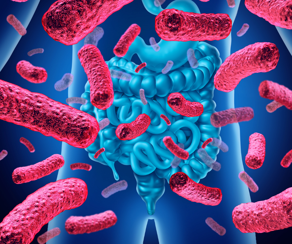 Le rôle fondamental des probiotiques dans la gestion du poids