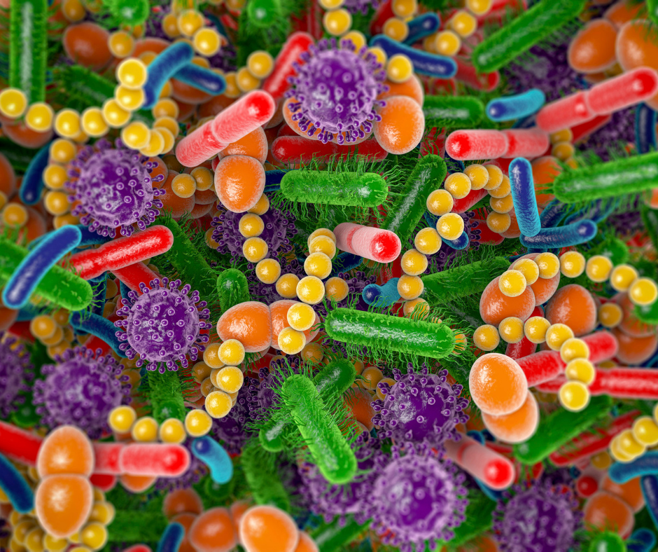 5 causes majeures de diminution des bactéries commensales dans notre microbiote intestinal